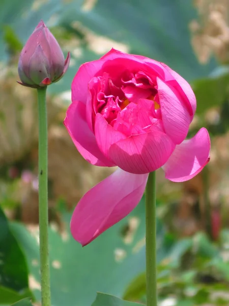 Closeup Shot Beautiful Sacred Lotus Nelumbo Nucifera Aquatic Plant Bud — Stock Photo, Image