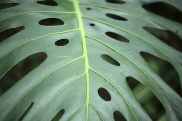 Primer Plano Una Planta Tropical Floreciente —  Fotos de Stock