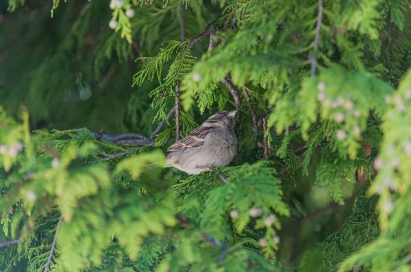 Bir Ağaç Dalına Tünemiş Serçe Kuşunun Yakın Çekim Görüntüsü — Stok fotoğraf