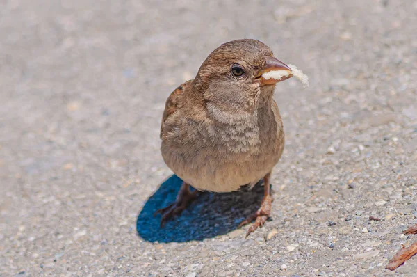 Primer Plano Pajarito Gorrión Casa Pequeña — Foto de Stock