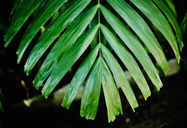 Detailní Záběr Rozkvetlou Tropickou Rostlinu — Stock fotografie