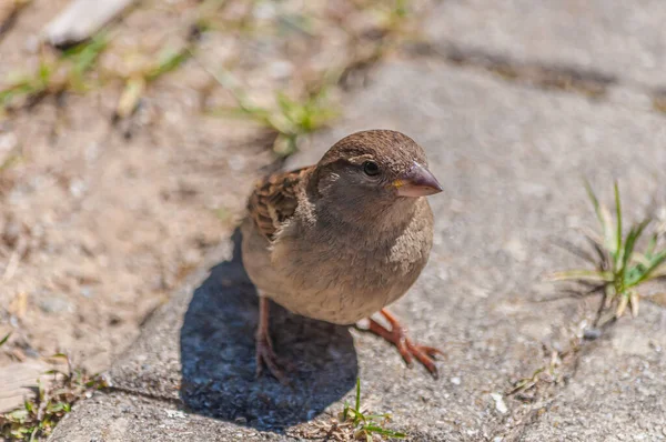 Primer Plano Pajarito Gorrión Casa Pequeña —  Fotos de Stock