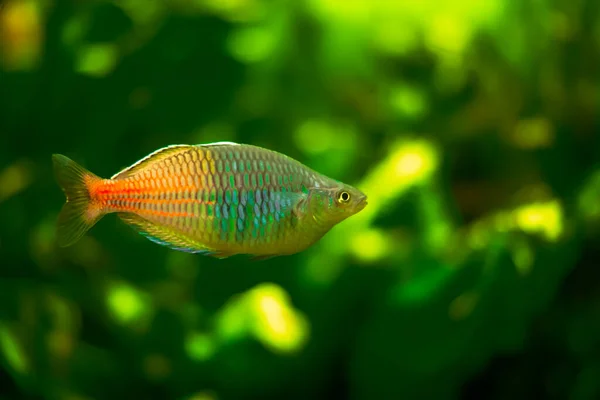 Een Selectieve Focusopname Van Een Zwemmende Vis Het Aquarium — Stockfoto