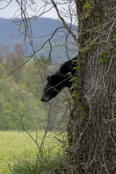 Μια Μαύρη Αρκούδα Ένα Κορμό Δέντρου Στο Δάσος — Φωτογραφία Αρχείου