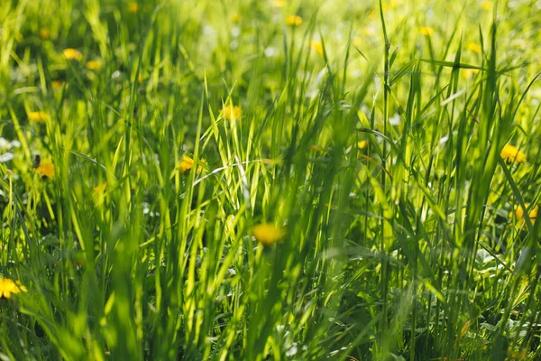 Eine Nahaufnahme Von Gelben Löwenzahn Der Auf Einem Feld Wächst — Stockfoto