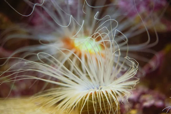 Nahaufnahme Einer Beadlet Anemone Unter Wasser — Stockfoto
