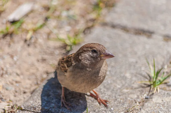 Närbild Liten Sparv Fågel — Stockfoto