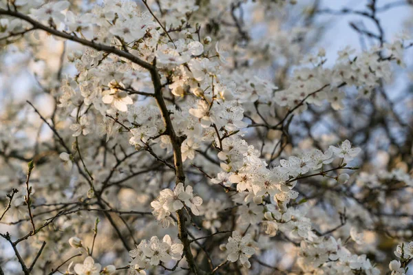 Uma Bela Vista Árvores Com Flores Cerejeira — Fotografia de Stock