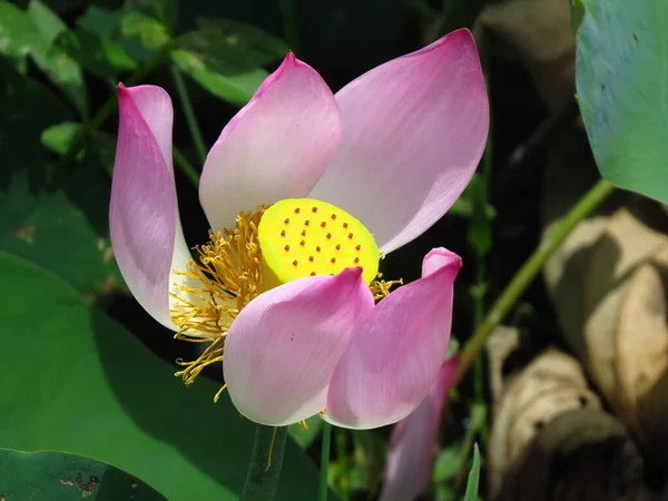 美丽的神圣莲花或奈隆波核水生植物的特写照片 花瓣柔软粉色 — 图库照片