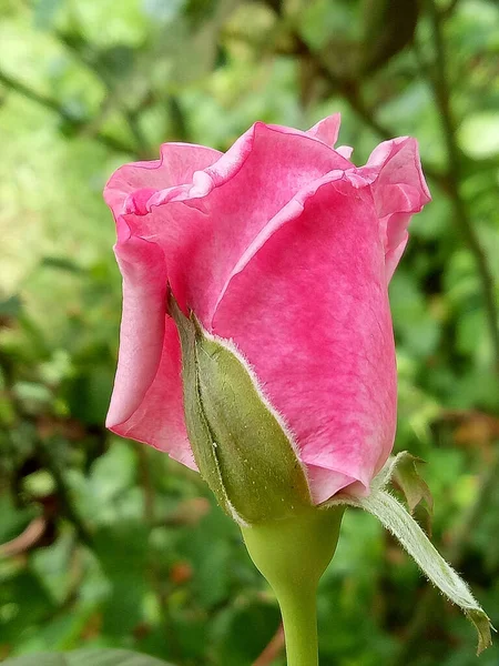 Pionowe Ujęcie Różowego Pączka Róży Ogrodzie Słoneczny Dzień — Zdjęcie stockowe