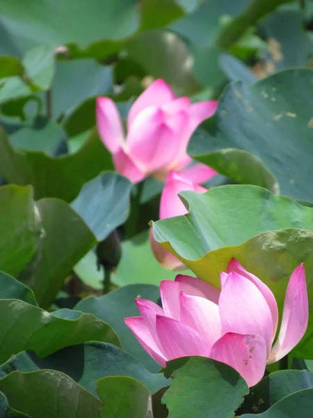 ピンク色の花弁が柔らかい美しい神聖な蓮やネルンボヌッフェラ水生植物のクローズアップショット — ストック写真