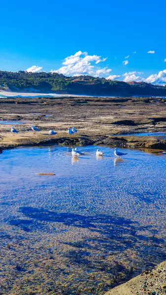 Sebuah Gambar Vertikal Burung Camar Pantai Bawah Langit Biru Cerah — Stok Foto