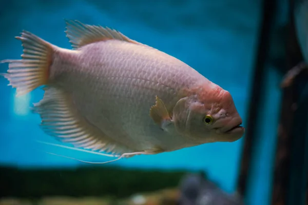 Closeup Shot Kissing Gourami Fish Swimming Aquarium — Stock Photo, Image