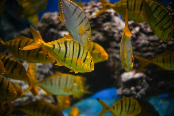 Closeup Shot Yellow Fish Black Stripes Swimming Aquarium — Stock Photo, Image