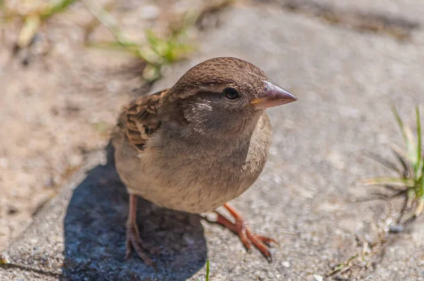 Primer Plano Pajarito Gorrión Casa Pequeña —  Fotos de Stock