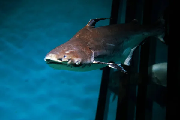 Closeup Shot Fish Swimming Water — Stock Photo, Image