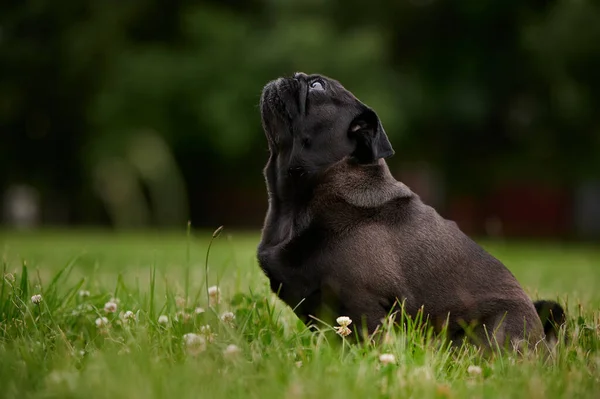 Retrato Adorable Perrito Negro Parque Con Fondo Borroso — Foto de Stock