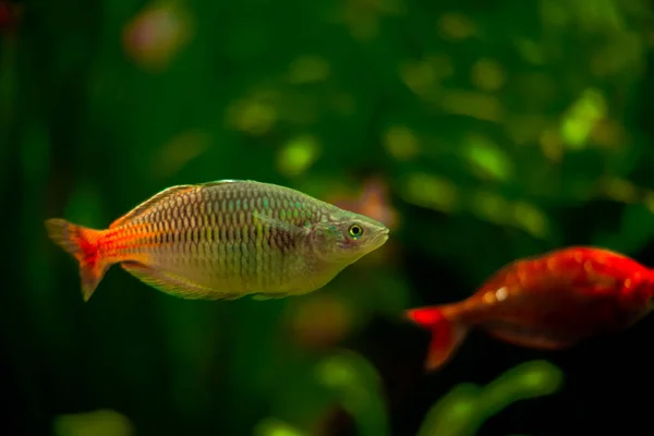 Zbliżenie Ujęcia Kolorowych Ryb Pływających Akwarium — Zdjęcie stockowe