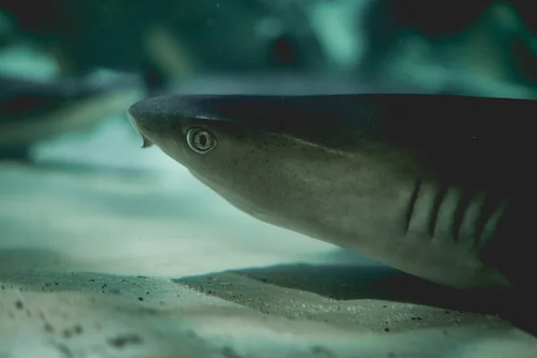 Suyun Altında Yüzen Küçük Bir Köpekbalığının Yakın Çekimi — Stok fotoğraf