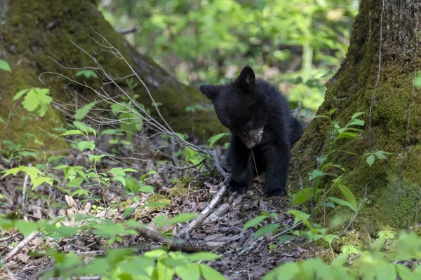 Filhote Urso Negro Floresta — Fotografia de Stock