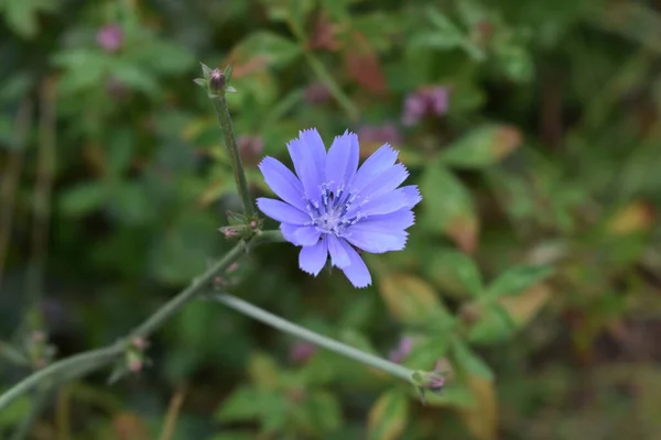 Close Uma Flor Chicória Comum Azul Fundo Borrado — Fotografia de Stock