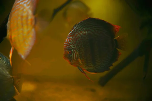 Крупним Планом Знімок Риби Диска Плаває Акваріумі — стокове фото