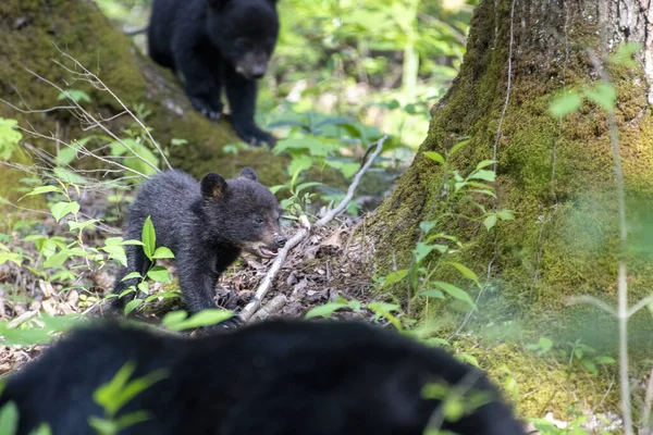 Filhotes Urso Adoráveis Floresta — Fotografia de Stock