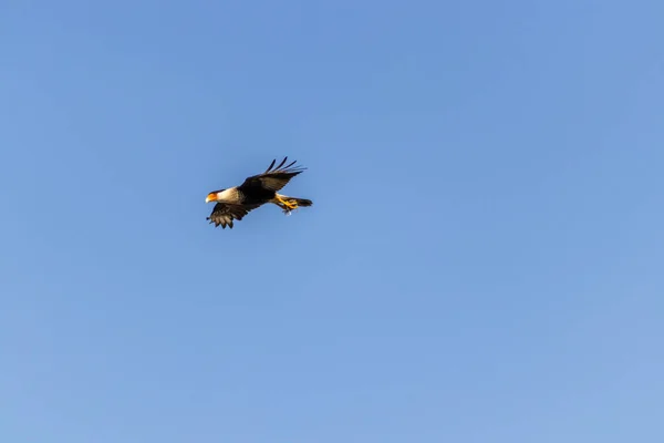 A soaring White-tailed eagle against a clear blue sky