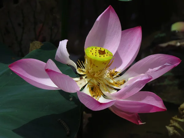 Closeup Shot Beautiful Sacred Lotus Nelumbo Nucifera Aquatic Plant Soft — Stock Photo, Image