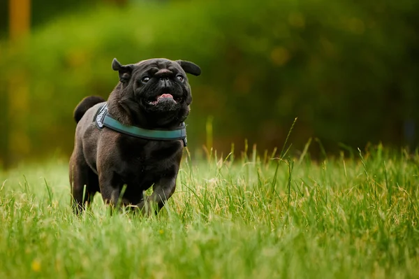 Чарівний Чорний Мопс Собака Біжить Парку Вкритий Зеленню Розмитим Тлом — стокове фото