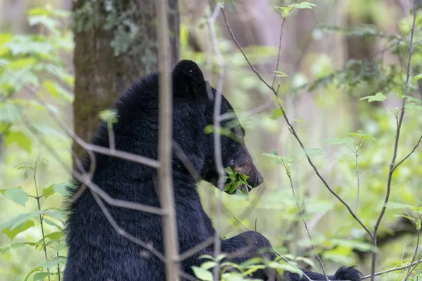 Крупный План Большого Черного Медведя Лесу — стоковое фото