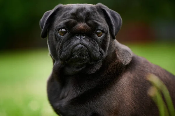 Retrato Adorable Perrito Negro Parque Con Fondo Borroso —  Fotos de Stock