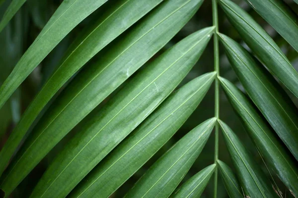 Tropik Bitki Yapraklarının Yakın Plan Çekimi — Stok fotoğraf