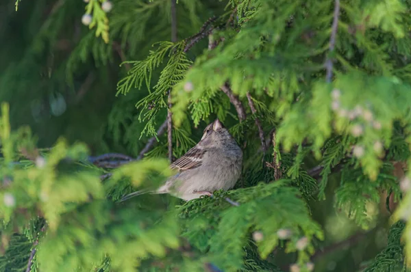 Primer Plano Pájaro Gorrión Posado Una Rama Árbol —  Fotos de Stock