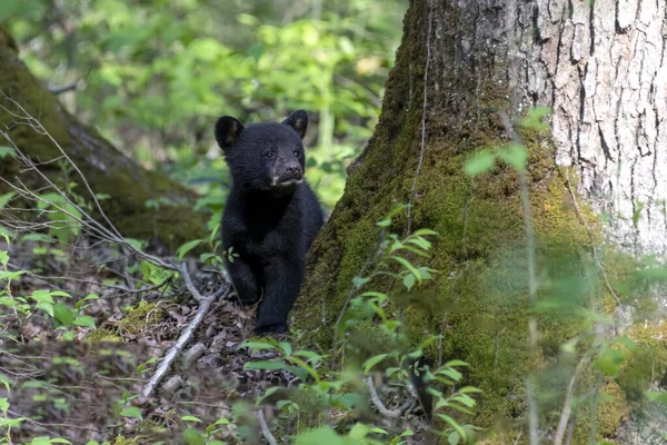 Egy Fekete Medve Kölyök Erdőben — Stock Fotó