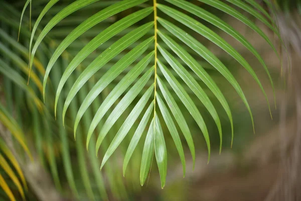 Gros Plan Feuilles Plantes Tropicales — Photo