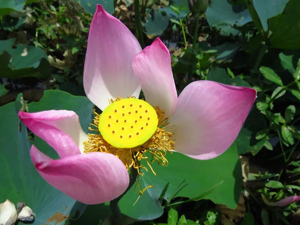 Close Uma Bela Planta Aquática Lótus Sagrado Nelumbo Nucifera Com — Fotografia de Stock