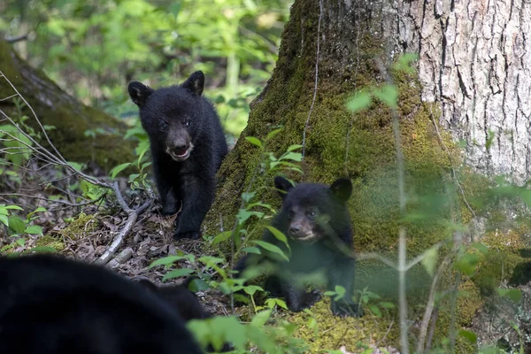 Filhotes Urso Adoráveis Floresta — Fotografia de Stock