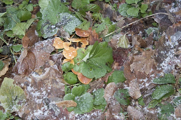 Eine Nahaufnahme Von Pilzen Die Winter Auf Dem Boden Wachsen — Stockfoto