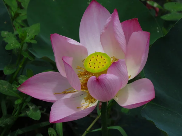 Closeup Shot Beautiful Sacred Lotus Nelumbo Nucifera Aquatic Plant Soft — Stock Photo, Image