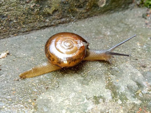 High Angle Shot Snail Cement Ground Outdoors — Stock Photo, Image