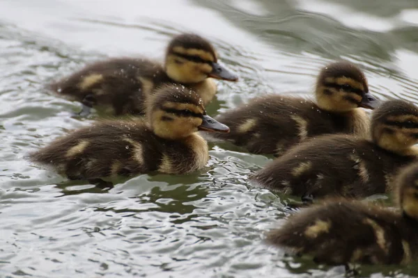 Primer Plano Grupo Patitos Bebé Lago —  Fotos de Stock