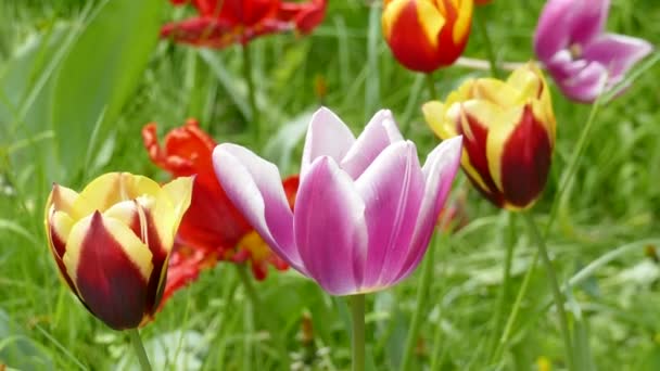 Mooie Tulpen Groeien Weide Zomerse Zonnige Dag — Stockvideo