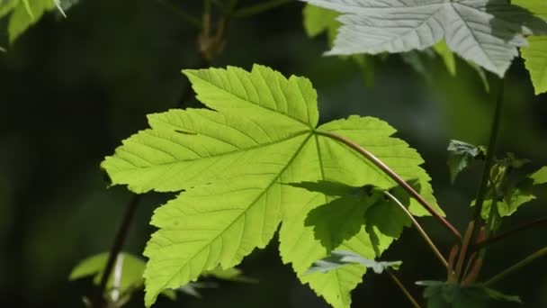 Vista Pittoresca Rami Albero Con Foglie Verdi Estate Giornata Sole — Video Stock