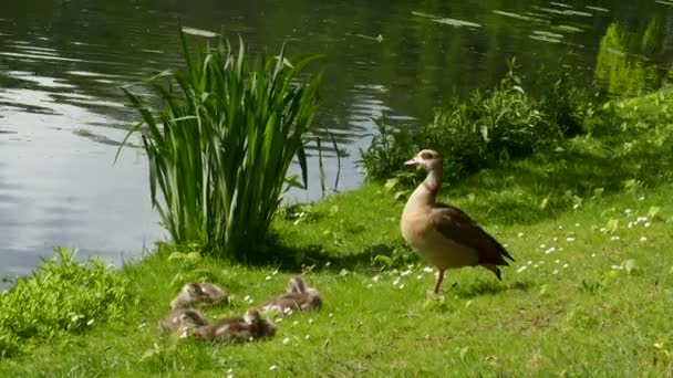 Vacker Söt Anka Med Ankungar Stranden Floden Sommardagen — Stockvideo