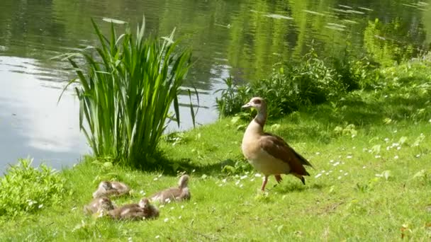 美丽可爱的鸭 小鸭在河边 — 图库视频影像