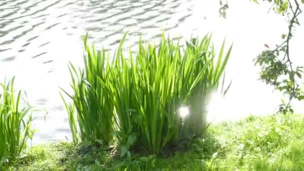 Живописный Вид Зеленую Траву Растущую Берегу Реки Летний Солнечный День — стоковое видео