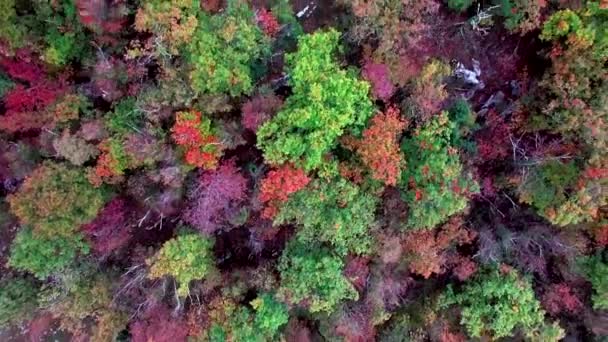 Воздушный Вид Красивый Бесконечный Лес — стоковое видео
