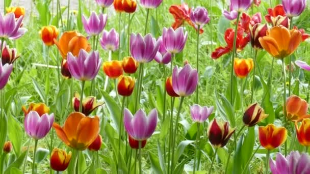 Hermosos Tulipanes Creciendo Prado Verano Día Soleado — Vídeos de Stock