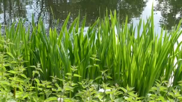 Pintoresca Vista Hierba Verde Creciendo Orilla Rive Verano Día Soleado — Vídeo de stock